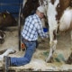 A dairy worker prepares a cow for milking inside the dairy barn at a farm in Ancramdale, N.Y