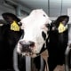 Cows stand in the milking parlor