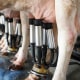 row of cows being milked