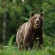Large Carpathian brown bear portrait in the woods Europe Romania.