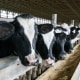 Image: USDA Boosts Effort To Support Virus-Hit Meat