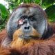 An adult flanged male Orangutan with a circular facial wound