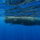 Image:A sperm whale swims off the coast of Dominica