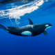 Underwater view of a female orca splashing through the water after it has gone up to breath, Pacific Ocean, New Zealand.