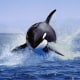 An orca leaping out of the water in Canada