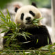 Two-year-old female giant panda.