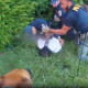 police dog k9 attack