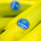Bananas with Chiquita brand blue stickers on display for sale in a store.