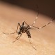 Aedes albopictus mosquito, sucking blood