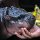 A two-month-old female pygmy hippo named "Moo Deng", who recently become a viral internet sensation, in Thailand