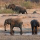 A group of elephants are seen near a watering hole inside Hwange National Park