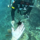 Correspondent Maura Barrett helps researchers place adult sized long-spined urchins - known as “goats or cows of the sea” - in a reef to help clean and protect the coral.