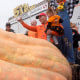 Image: pumpkin weighing contest california travis gienger