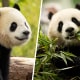 Giant Pandas sent to the US