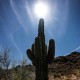 A large cactus with a shining sun