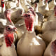 A Turkey Farm Ahead Of Thanksgiving Holiday