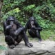 The bonobo troop at the Cincinnati Zoo.