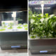 Left: Aerogarden Harvest Elite in front of a window with four plants sprouted and two domed seed pods.
Right: Aerogarden Harvest Elite in front of a window with all six plants sprouted. Four of the six plants are about 10-11 inches tall.