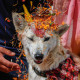 With marigold garlands around their necks, dogs took centre-stage in Nepal on October 31, on a day dedicated to humankind's loyal friend as part of a Hindu festival.