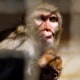 40 monkeys are on the lam after escaping from South Carolina research facility