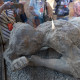 Plaster cast of human remains from Pompeii