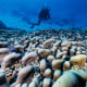 Massive coral reef discovered near the Solomon Islands.