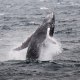 A humpback whale jumps off the coast of Les Saintes, a part of the French west indies island of Guadaloupe, on May 13, 2022.