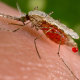 Anopheles Stephensi mosquito 