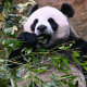 Hong Kong Panda Ocean Park