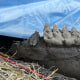 A homeowner near Scotchtown, NY, uncovered a complete mastodon jaw in their backyard.