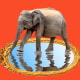 Photo illustration of elephant looking at its own reflection 