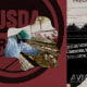 On the left side of the canvas, a red background with the USDA logo stamped over it; on top of the logo is a cutout of a photo of someone in lab gear attending to cages of chickens. On the right side of the canvas, a background of cowhide, with text overlay from various bird flu posters and dairy products.