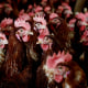 Poultry Farm Operates In California As Avian Flu Causes Egg Prices To Skyrocket