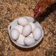 Naeema Fineley's backyard chicken coop in Acworth, Ga., on Sunday, March 9, 2025.