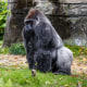 A Silverback Gorilla in 2024.