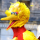 Big Bird on the Macy's Thanksgiving Day Parade in New York.