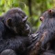Wild chimpanzees in Uganda grooming.