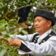 A male tea farmer picks tea leaves at a tea garden