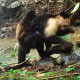 A baby howler monkey clings to a young adult male capuchin monkey 