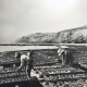 Japanese fishermen played an instrumental part in developing Southern California’s tuna fishing industry. 