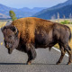 Large male bison on road