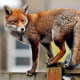 Urban Fox In West London