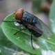 A New World screwworm (looks like a giant fly) stands atop a leaf outside