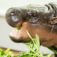 Moo Deng, World Famous Pygmy Hippo, Celebrates First Birthday