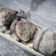 A detail shot of the Ornithopod vertebra 