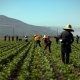 Farm workers on a field