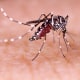 Aedes Eegypti.