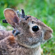 Eastern Cottontail rabbit, with the papilloma virus