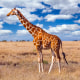 Giraffe in the African savannah. Masai Mara, Kenya