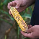 An ear of corn with patchy kernels